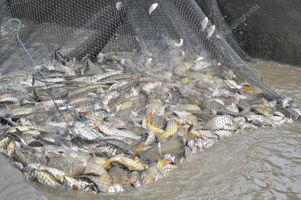 Días atrás, personal del Comando de Prevención Rural de Chascomús, en conjunto con el inspector de Pesca del Ministerio de Agroindustria de la provincia de Buenos Aires, Juan Martinelli, llevó a cabo un procedimiento denominado operativo de pesca furtiva.