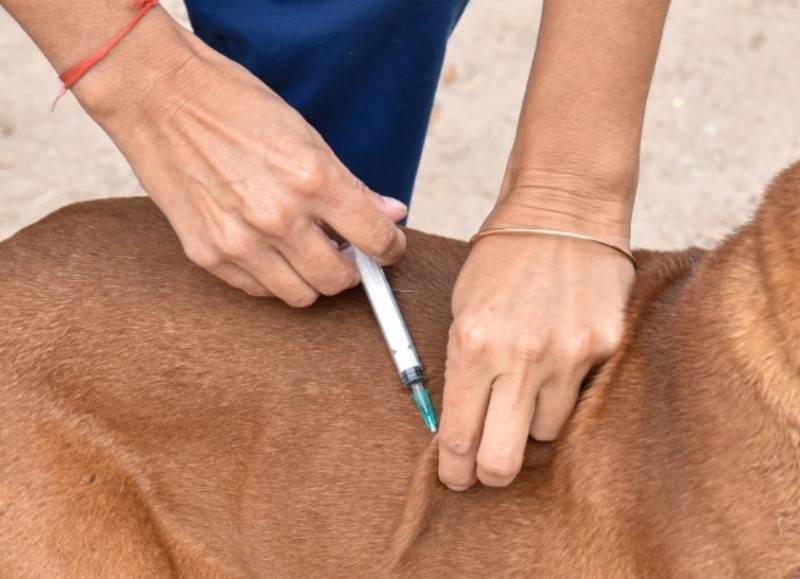 Día Mundial de la Rabia: la vacunación es la principal herramienta para prevenir la enfermedad en perros y gatos