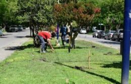 Más de 250 cerezos fueron plantados en la Avenida Lastra