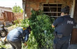 La Policía Federal secuestró más de 10 kilos de marihuana en un domicilio de Chascomús