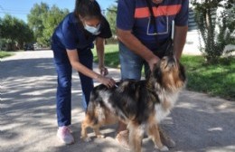Más de 500 mascotas fueron inmunizadas contra la rabia durante esta semana