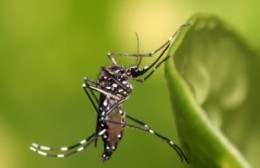 Reforzar medidas de prevención contra el dengue