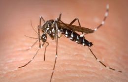 Caso de dengue autóctono en la ciudad