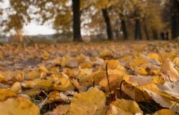 Hojas secas: importante fuente de materia orgánica fibrosa para utilizar como nutriente del suelo