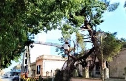 Tras caída de frondosa rama, evalúan remover árbol de la Escuela Primaria Nº 2