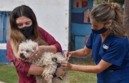 Arrancó la campaña municipal antirrábica: se vacunaron 611 mascotas