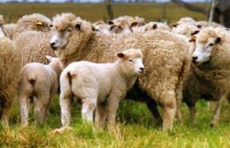 Carnearon 16 ovejas en un campo de Manantiales