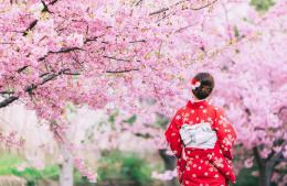 Sakura, festival de invierno