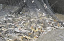 Se secuestraron redes y 30 kilos de pescado