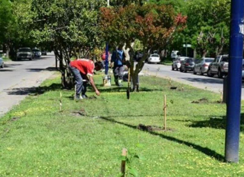 Recuperación del arbolado urbano.