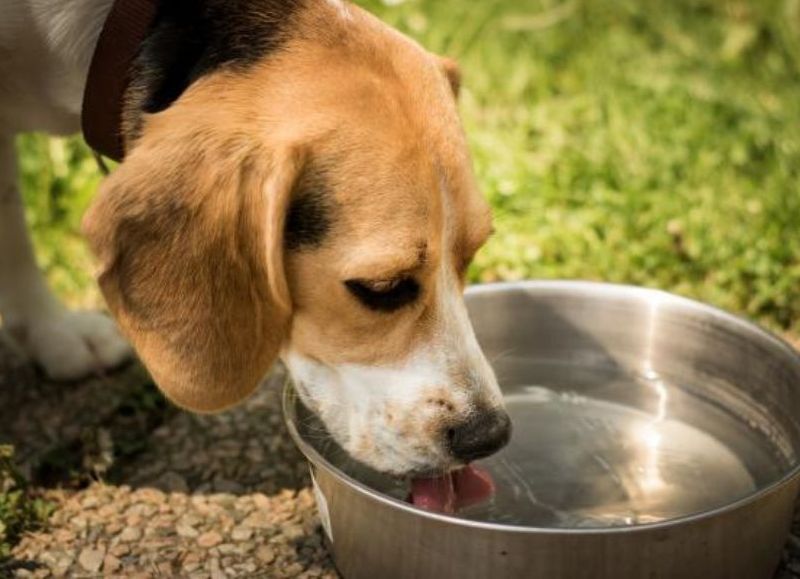 Es fundamental proveerle el agua necesaria y brindarle una alimentación adecuada.