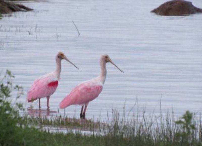 Foco en la idea de conservación.