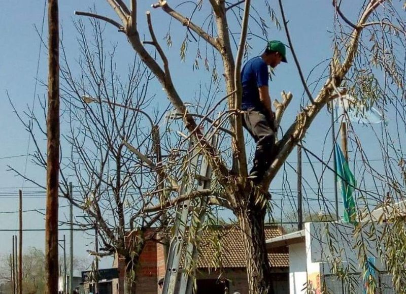 La importancia del cuidado del arbolado público.