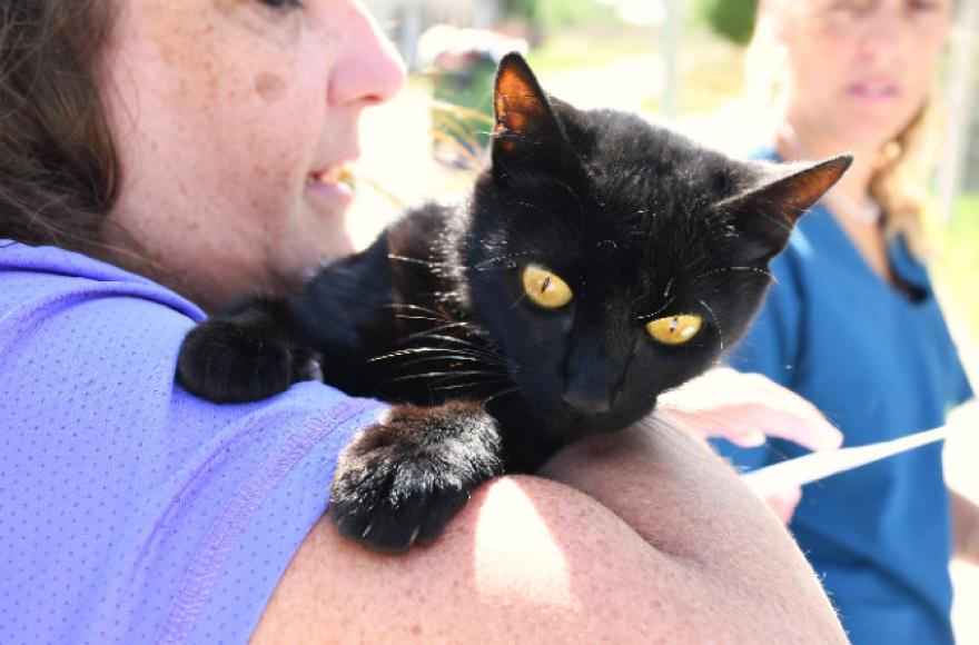 Vacunación antirrábica: 650 mascotas ya fueron inmunizadas