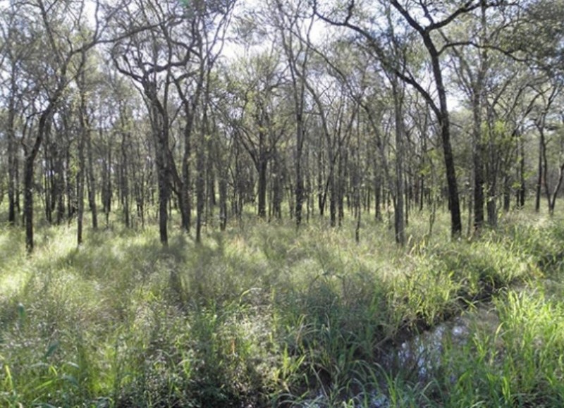 La convocatoria para el martes 7 de febrero, a las 16hs. en las instalaciones de la Asociación Rural de Chascomús, está destinada a productores con bosques nativos y profesionales interesados en trabajar en la temática.