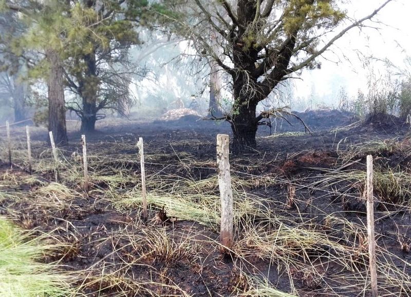 Rápida intervención de los bomberos.