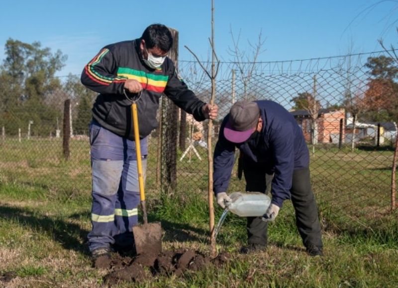 Provenientes del Vivero Municipal.