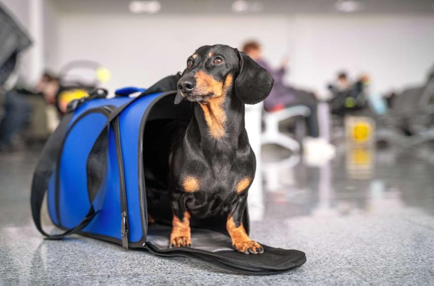 Viajar a Mar del Plata con perros: opciones pet friendly