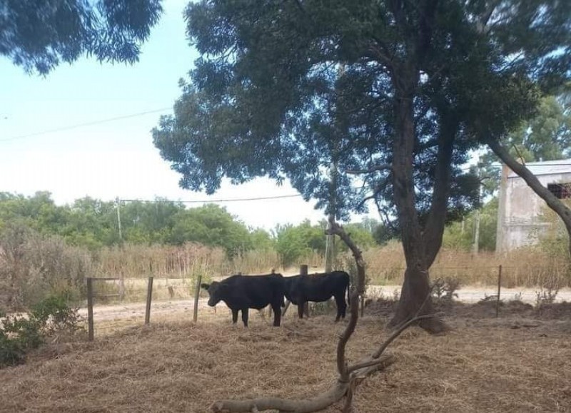 El hecho delictivo había tenido lugar el 4 de enero.