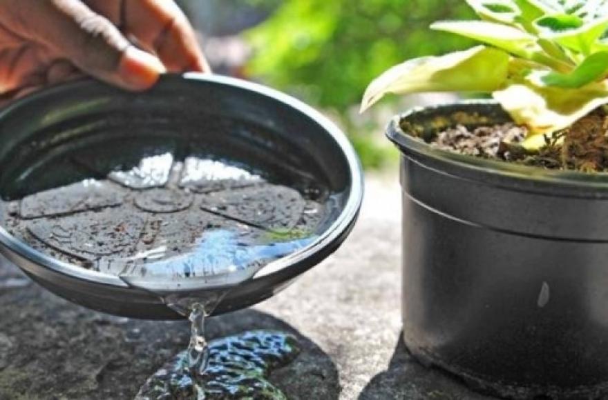 Medidas preventivas para evitar la proliferación de mosquitos y prevenir el dengue