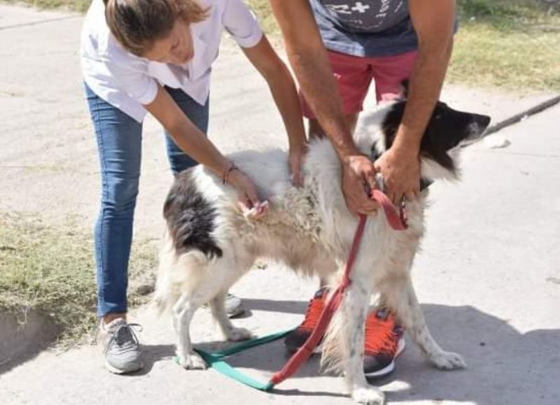 Servicio veterinario.