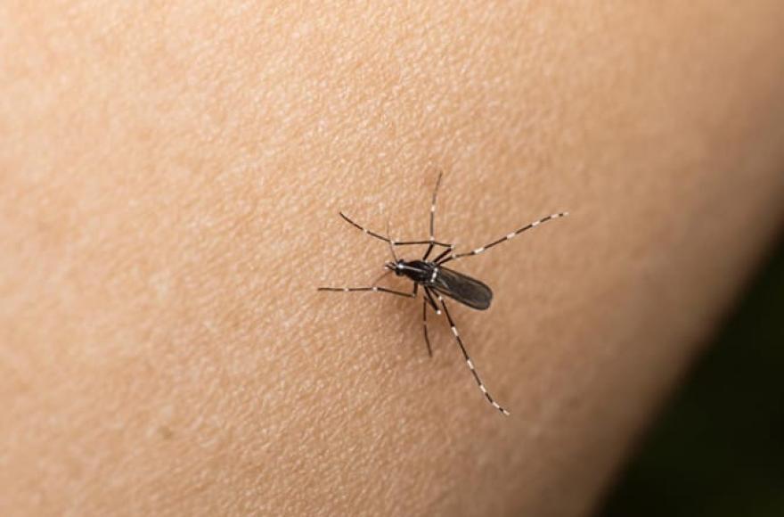 El mosquito vector.