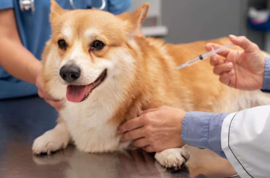 Advertencia veterinaria sobre rabia en murciélagos y vacunación de mascotas