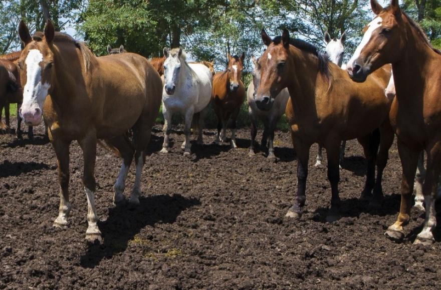 Brote de encefalitis equina.