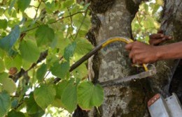 La poda debe realizarse asegurando la integridad y sanidad del árbol intervenido