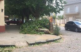 Inconvenientes por la caída de un árbol