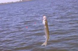 Comienza la veda para la pesca del pejerrey