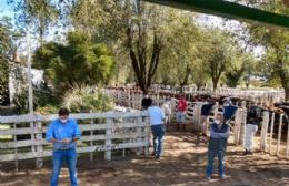 Metete la cuarentena sabés dónde: en Salliqueló se realizó una feria ganadera