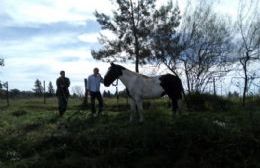 Rescataron a un caballo maltratado