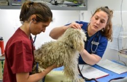 Se otorgaron más de 60 turnos para castración de perros y gatos en Gallo Blanco