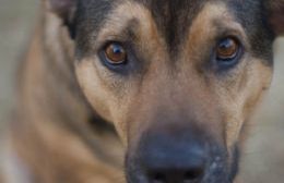 Rescataron a un perro atascado en alcantarilla