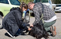 La campaña de vacunación antirrábica gratuita finalizó con más de 2 mil mascotas inmunizadas