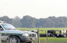 Robaron en una casa y carnearon un ternero