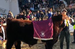 Importante premio para un Shorthorn de una cabaña local