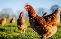 Medidas de prevención contra la influenza aviar