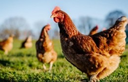 Medidas de prevención contra la influenza aviar