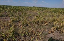 Se declaró la emergencia agropecuaria por sequía en Chascomús