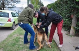 Campaña de vacunación antirrábica: ya se inmunizaron más de mil mascotas