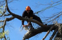 Finaliza el período para podas del arbolado urbano