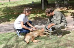 Consejos para una tenencia responsable de mascotas