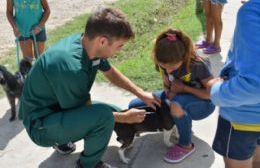 Más de 700 mascotas fueron vacunadas en la primera semana de la campaña