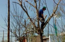 Curso de capacitación para poda de arbolado público urbano