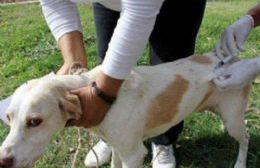 Comienza la campaña de vacunación antirrábica para mascotas