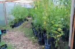 Allanamiento en Adela: casi 800 plantas de marihuana y dos detenidos