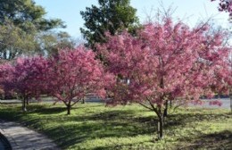 Florecen los sakura japoneses en la Avenida Lastra