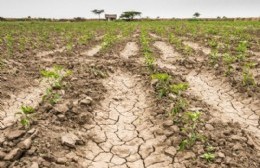 Chascomús estará entre los 13 partidos bonaerenses en emergencia agropecuaria